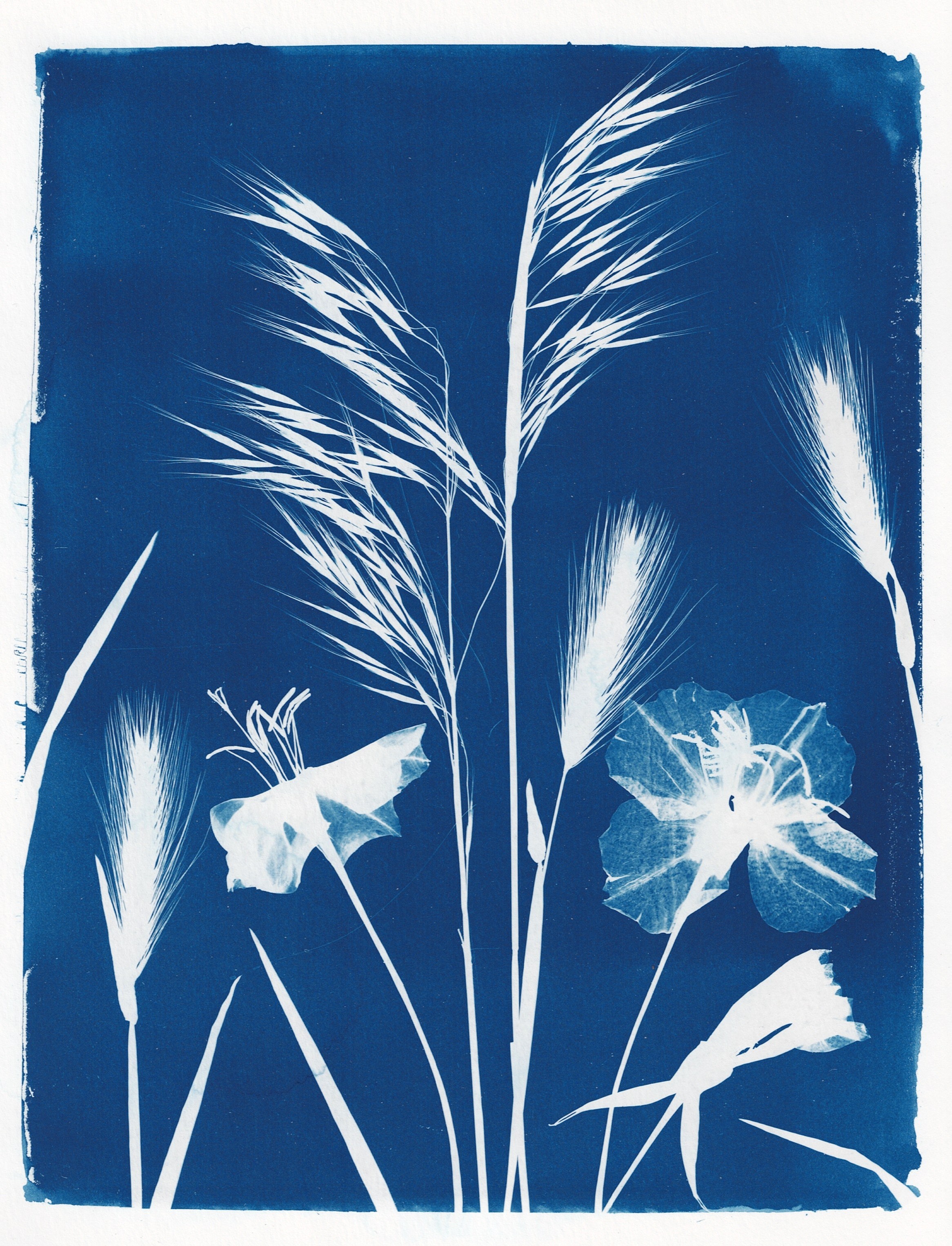 From My Yard, Flagstaff, AZ